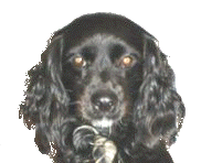 Our dog Sally